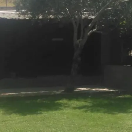 Palmeras *