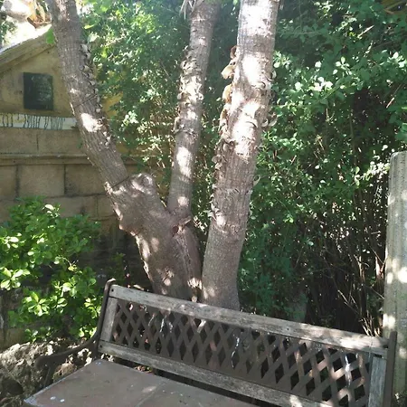Palmeras